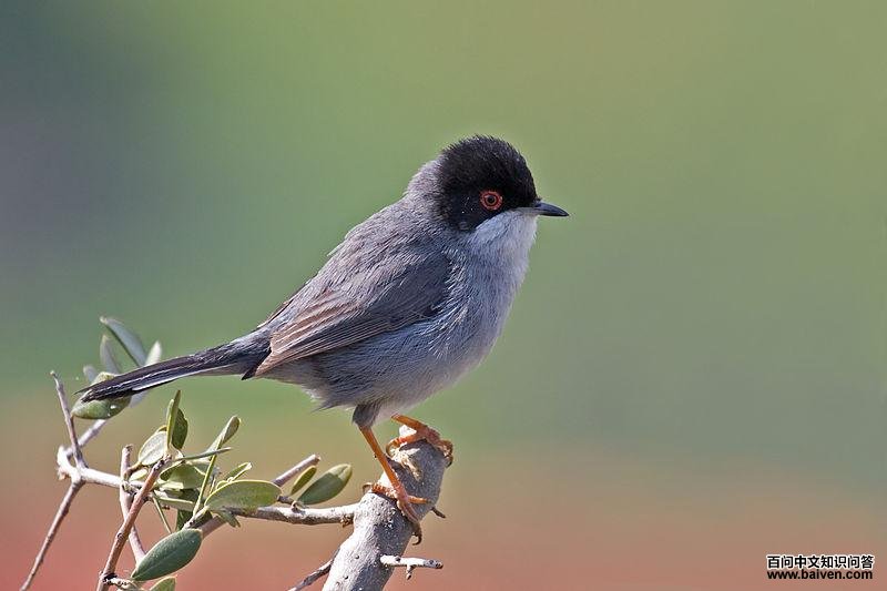 黑头林莺 黑头林莺的图片