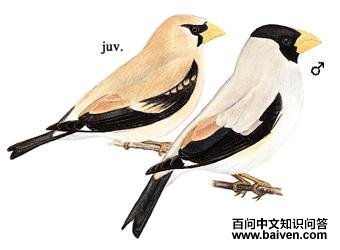 ��ͷ����ȸ����̬����ͼ