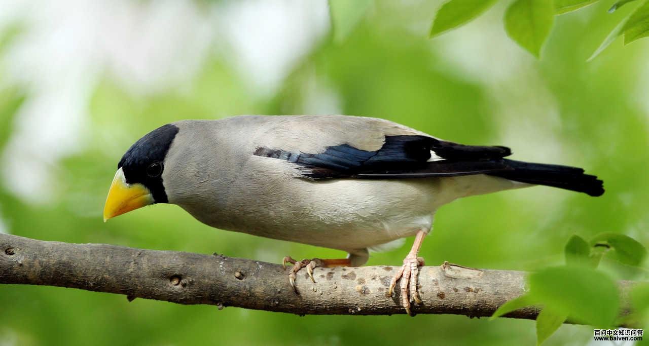 ��ͷ����ȸ