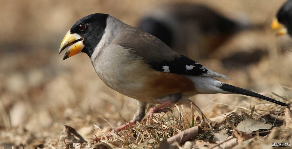 ��β����ȸ������