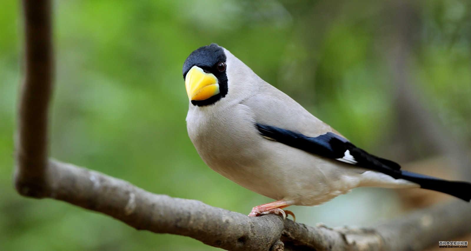 ��ͷ����ȸ