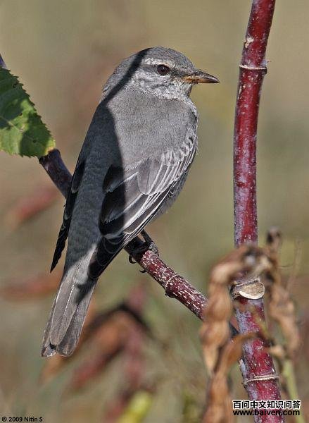 黑头鹃鵙 黑头鹃鵙的图片