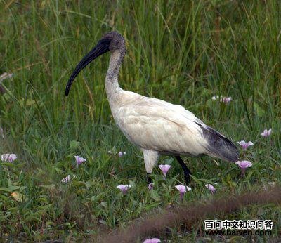 ��ͷ���q��ͼƬ