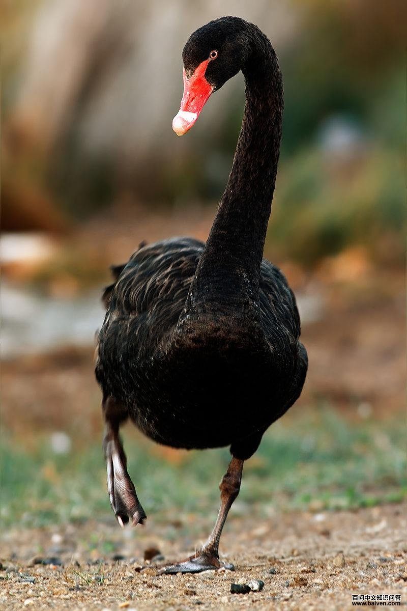 ������ͼƬ