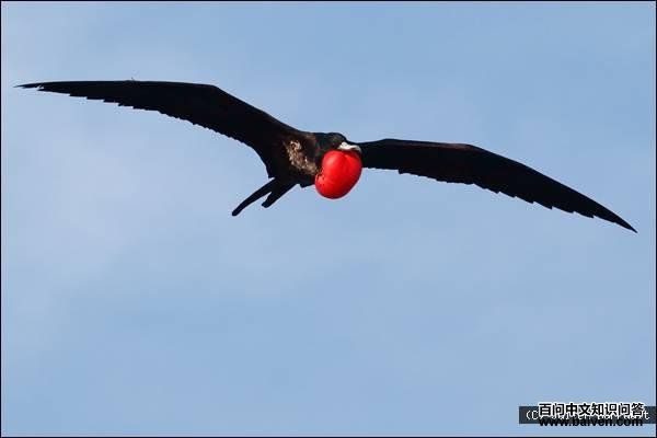 �װ߾������ͼƬ