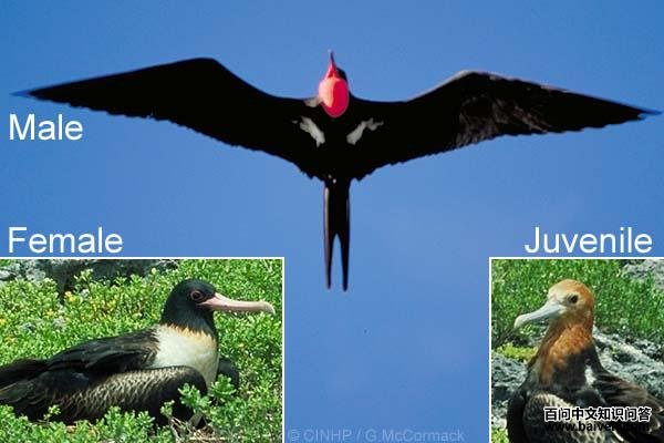 �װ߾����񣺱�ʶͼ