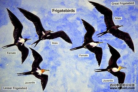 �װ߾����� vs �ڸ�������