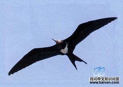 �װ߾�����