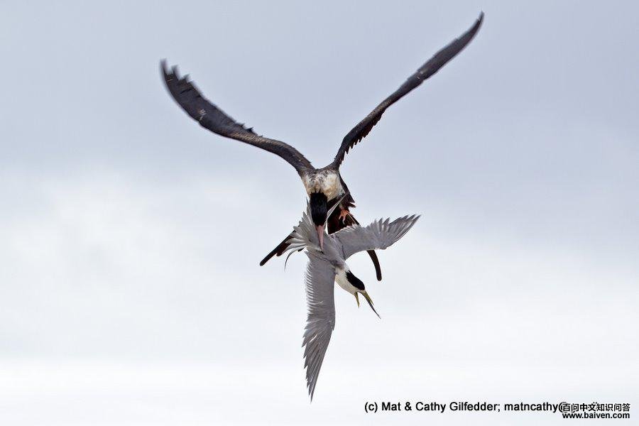 �װ߾�����