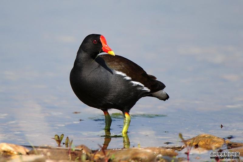 ��ˮ�������ߣ��������£�crsy����2011��5�¡�