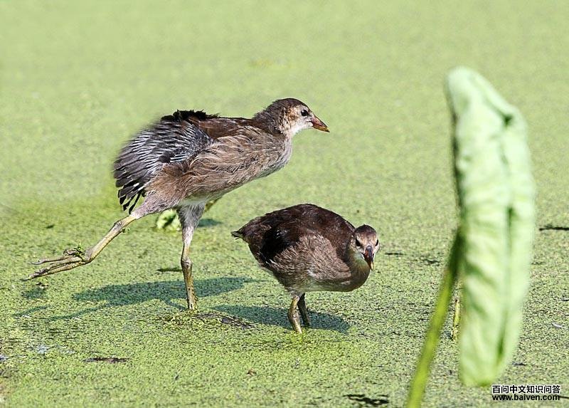 ��ˮ��������