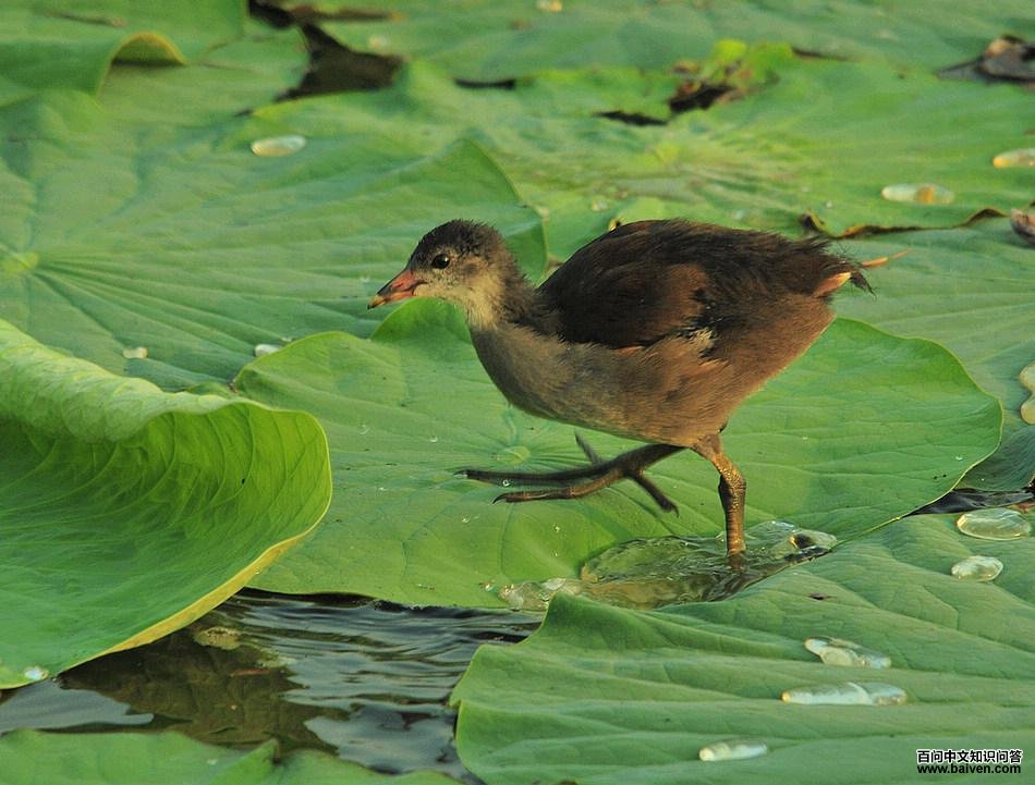 ��ˮ��������