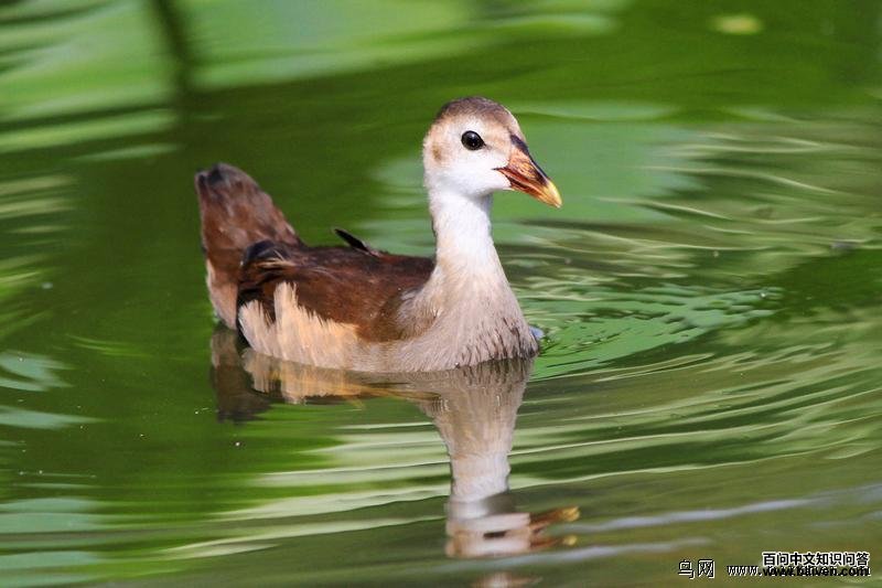 ��ˮ�����ǳ���