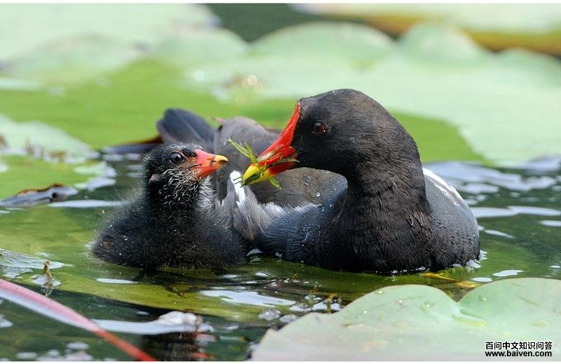 ��ˮ�������󣩡����ߣ���������2009��6�¡�