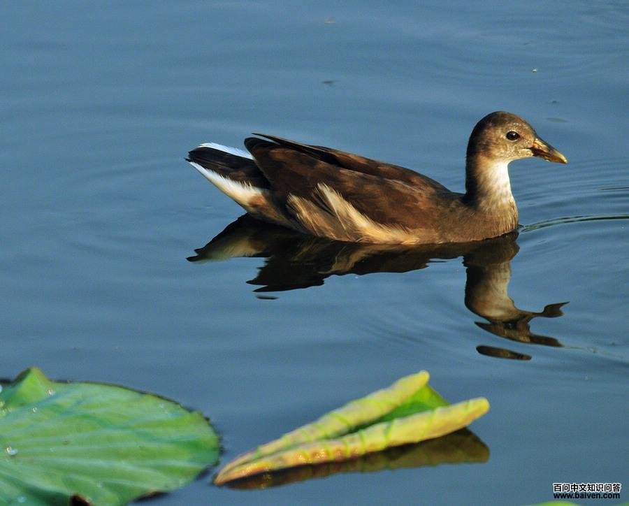 ��ˮ���ǳ������ߣ����Ρ�2010�ꡣ