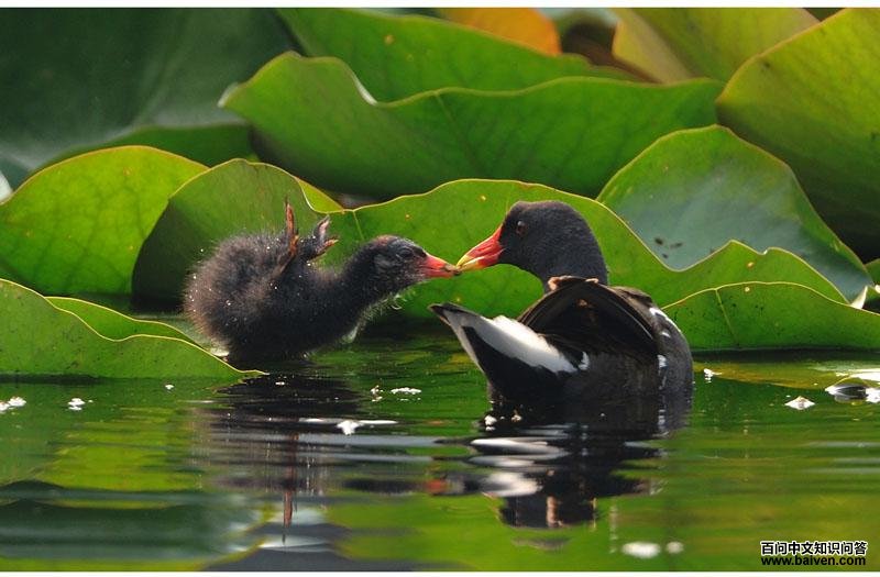 ��ˮ�����������ߣ���������2009��6�¡�