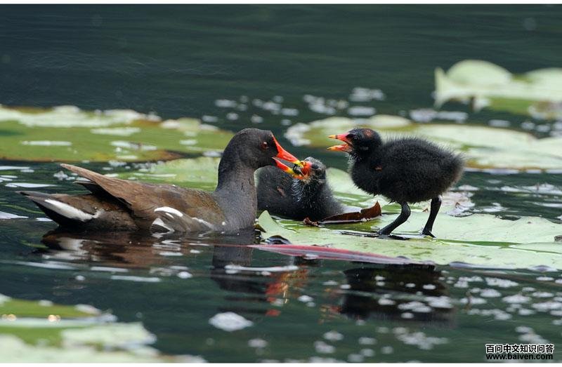 ��ˮ�������ߣ���������2009��6�¡�