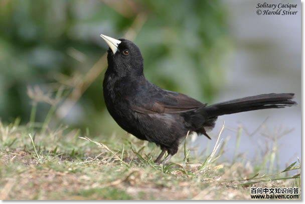 ��������ͼƬ