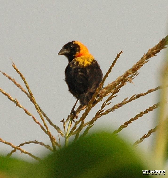 ����֯ȸ��ͼƬ