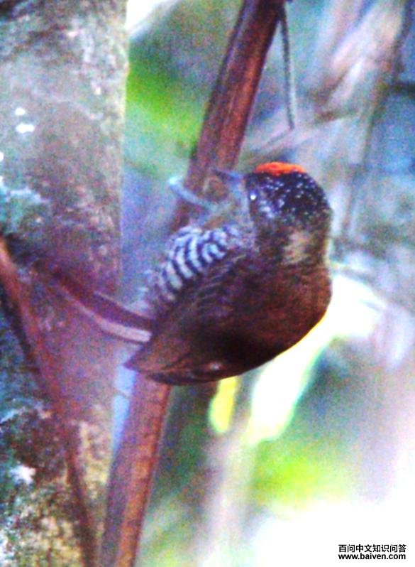 �װ߼���ľ���ͼƬ