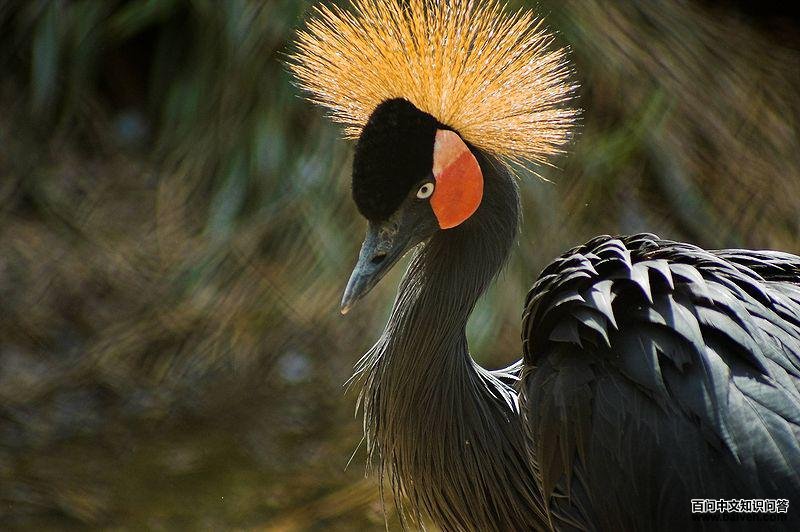 ����׵�ͼƬ