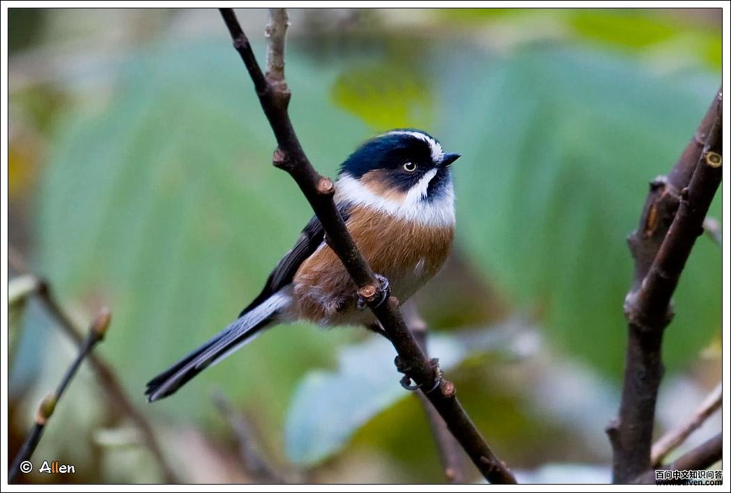 ��ü��βɽȸ��ͼƬ