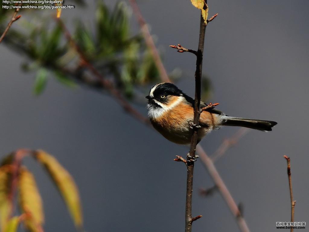 ��ü��βɽȸ