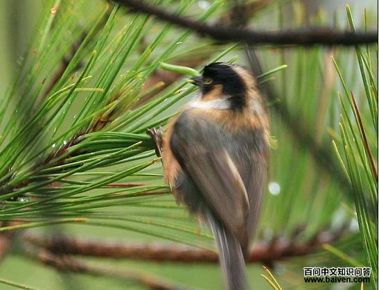 ��ü��βɽȸ