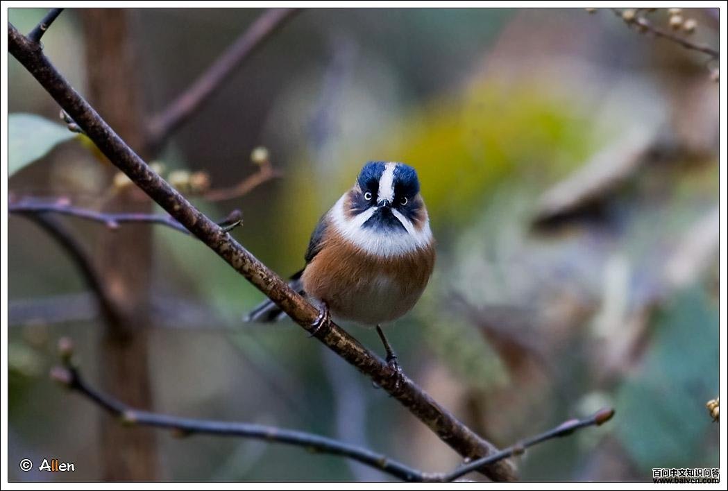 ��ü��βɽȸ