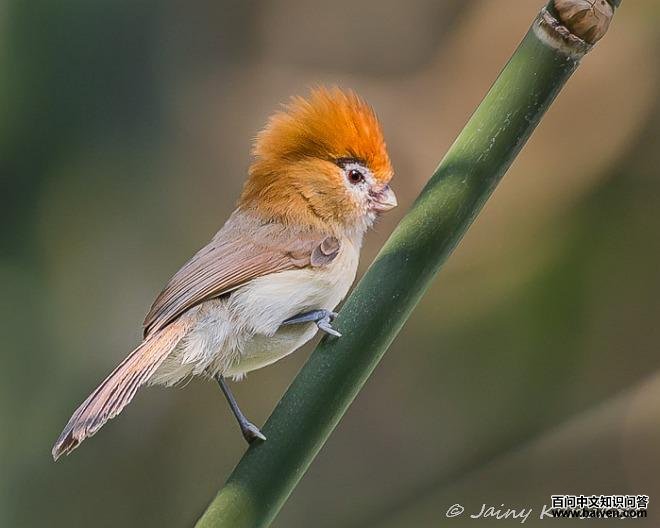 黑眉鸦雀 黑眉鸦雀的图片