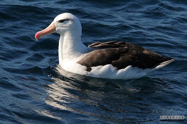 ��ü�����̵�ͼƬ