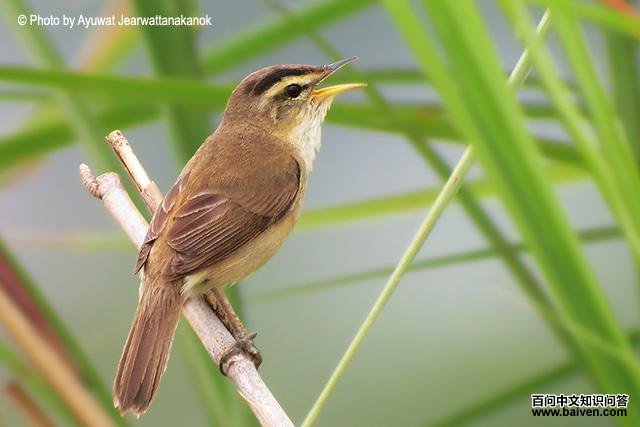 黑眉苇莺 黑眉苇莺的图片