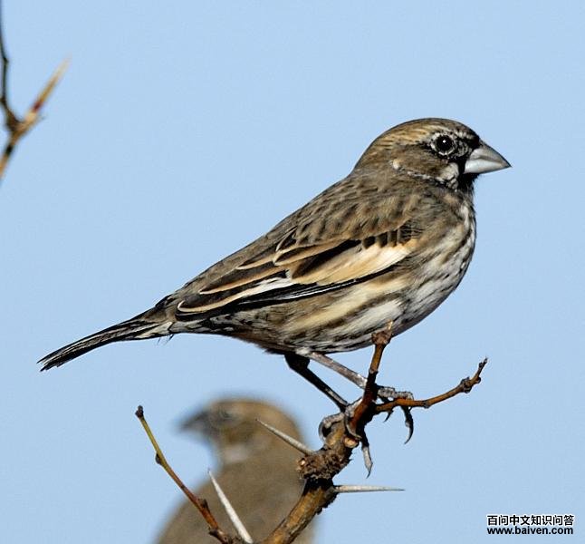 �װߺ��c��