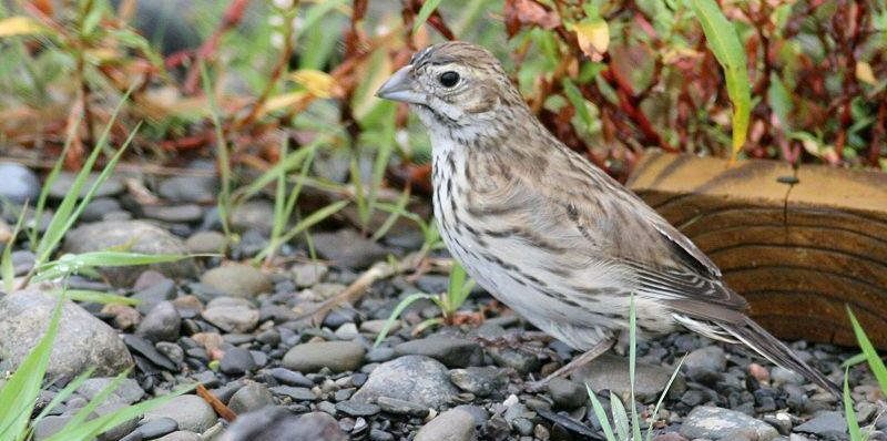 白斑黑鹀属 白斑黑鹀属的图片