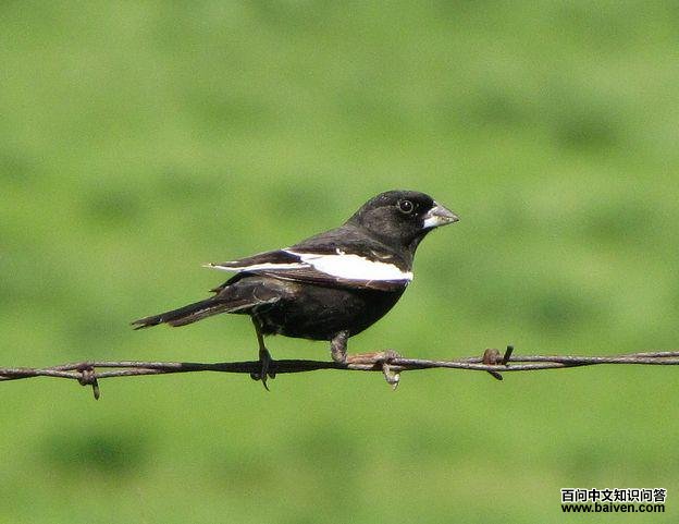 �װߺ��c��