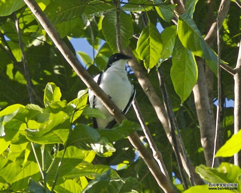 ��ü�����V��ͼƬ