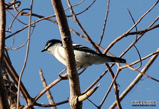 ��ü�����V