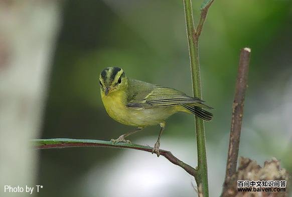 黑眉柳莺 黑眉柳莺的图片