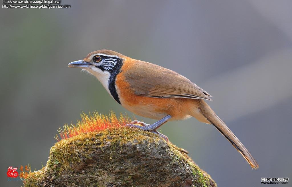 �������̵�ͼƬ