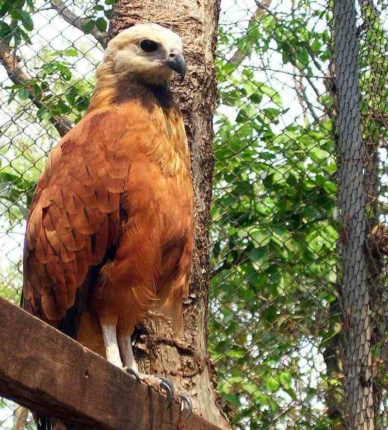 ����ӥ��ͼƬ