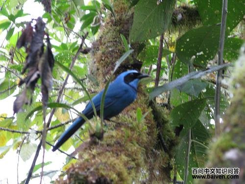 ������ͷȵ