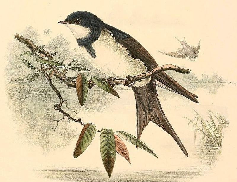 黑领燕 黑领燕的图片