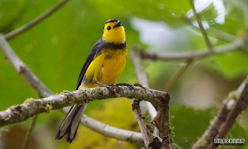 �����ݺ��ͼƬ