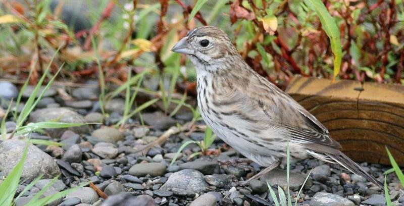白斑黑鹀 白斑黑鹀的图片