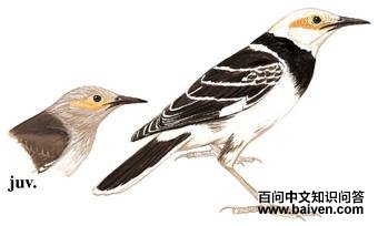 ���������̬����ͼ