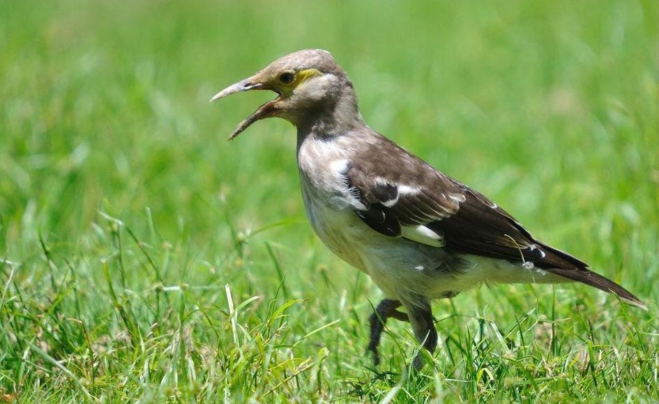 ��������ǳ����޺�ɫ�컷