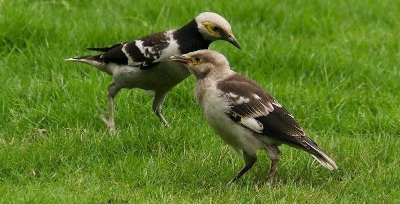 ��������ǳ����ң����޺�ɫ�컷