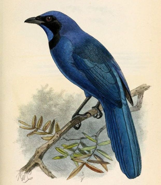 ������ͷȵ��ͼƬ