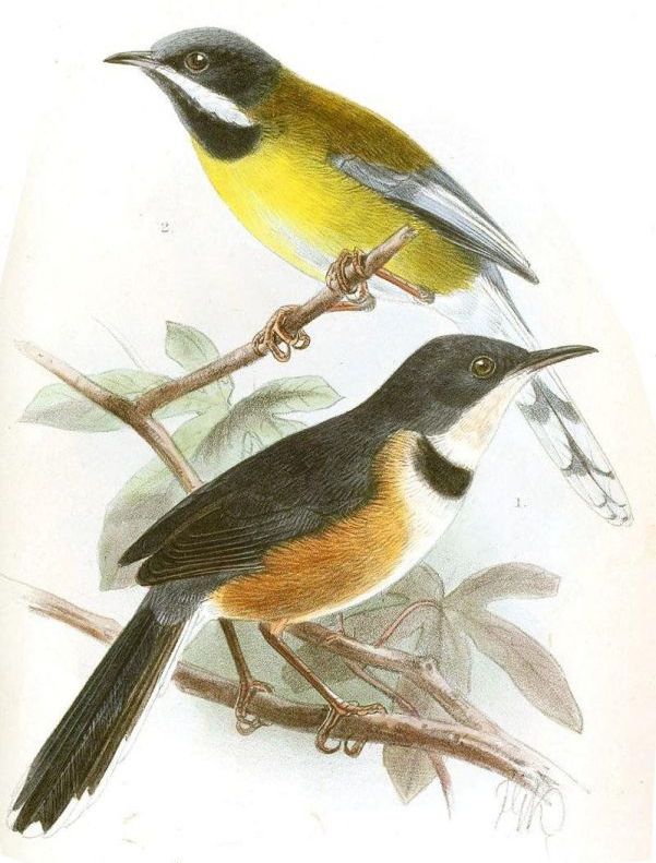 ���콿ݺ��ͼƬ