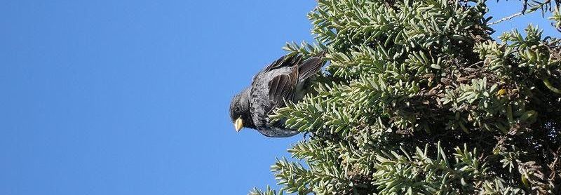 黑岭雀鹀 黑岭雀鹀的图片